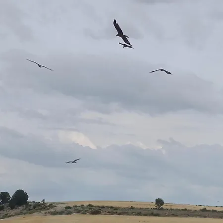 Amanece * Monegrillo