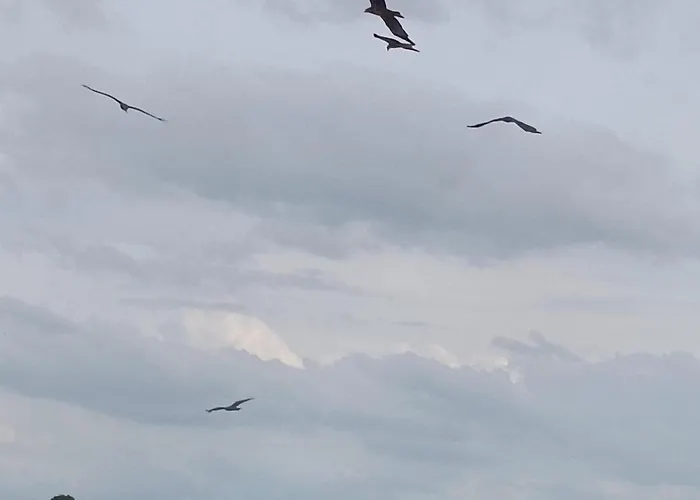 Amanece * Monegrillo