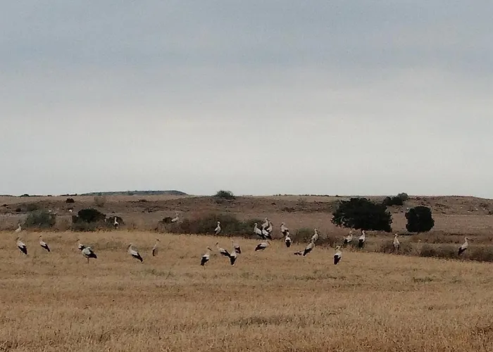 Amanece * Monegrillo